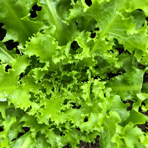 Green Curled Ruffec Endive Seeds - 100 Count Seed Pack - an Old Hardy Endive that Grows Well in Cold Weather - Country Creek LLC