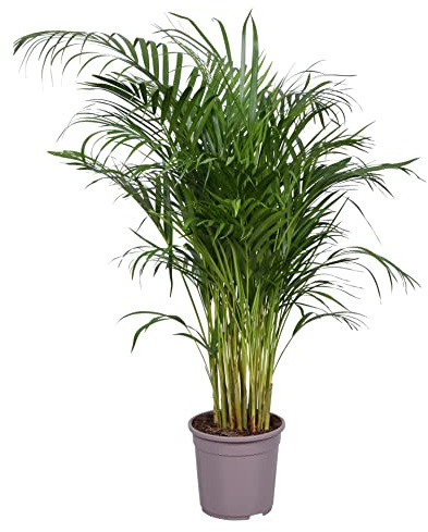 DECOALIVE Dypsis Lutescens Palmera de Interior Natural Tamaño Grande 100cm de Altura