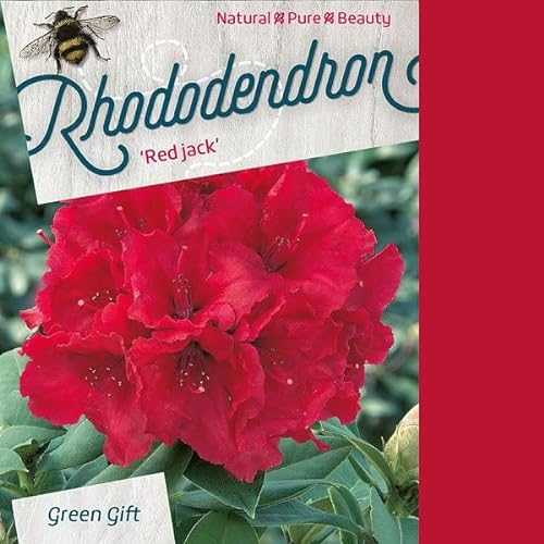 Rhododendron 'Red Jack' - Rhododendron 'Red Jack' - 40-50 cm Topf