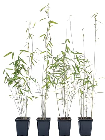 4 Stk. Schwarzer Bambus - Fargesia nitida Black Pearl - keine Wurzelausläufer - schnell wachsend - winterhart - ideal für Hecken und Kübel - 30/40 cm hoch, im Topf (4)