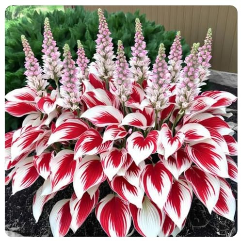 Hosta,Perfetto per i bordi-Garden,capolavori in vaso eleganti,hosta in vaso,Sorprendente-pali da giardino premium,eleganti,Rizoma Di Hosta.-4lampadine-E