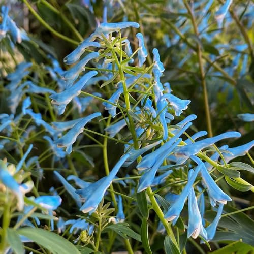 delphinium, semi di delphinium balcone in vaso Decorazioni autunnali per un giardino resistente semi di per balcone resistenti esterno 60semi