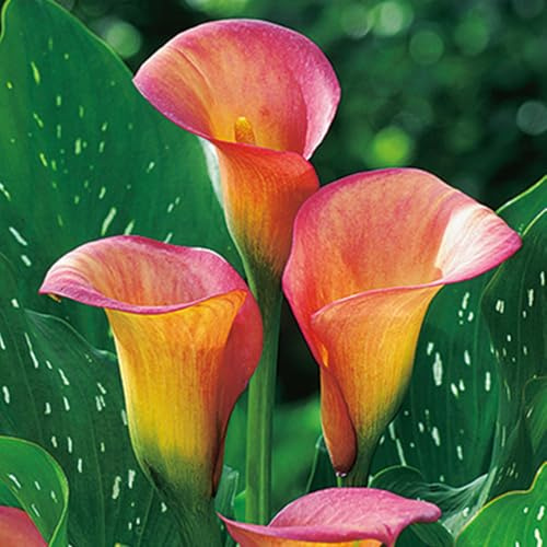 Bulbi di calla resistenti (senza semi, non artificiali), perenni, adatti per la semina immediata, bellissimi bulbi sani, profumati, perfetti per vasi e piante da giardino-6 Bulbos-A