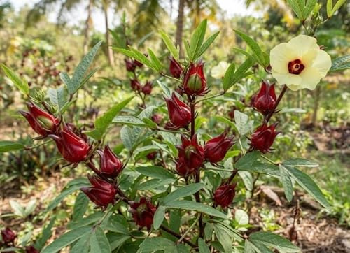Afrikanische Malve Roselle Hibiscus sabdariffa 10 Samen | Hibiskus, Tee-Pflanze
