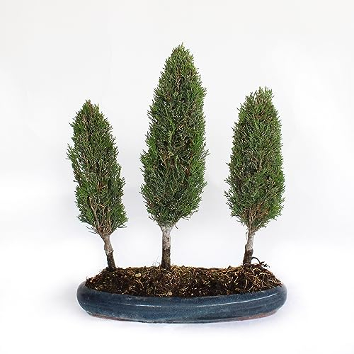 KENTIS - Zypressen Bonsai - Echter Bonsai Baum - Winterharter Outdoor Bonsai - Cupressus Sempervirens - Hoch 40/45 cm Topf Ø 33 cm