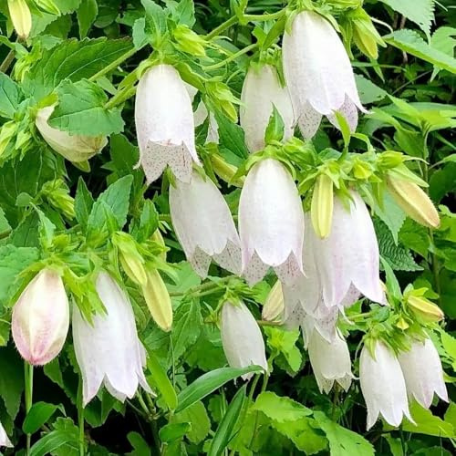 Semi di campanula - Le da giardino sono Campanula media - giardino semi di campanula resistente 200pcs