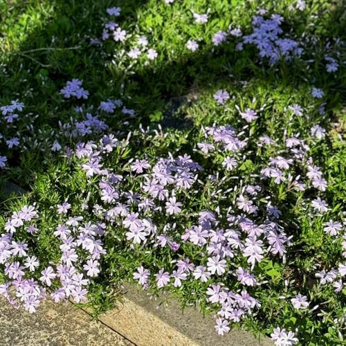 Semillas de Phlox de alfombra, para lugares soleados de flox subulata, de balcón, semillas de jardín resistentes 800pcs