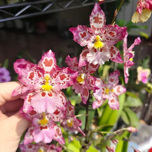 Oncidium balkonpflanzen wildkräuter blühende rankpflanzen winterhart pflanzendeko schnittblumen pflanzensamen zimmerpflanzen kletterpflanzen winterhart mehrjährig Orchidee bonsai topf 550samen