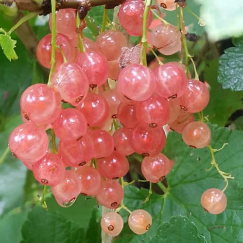 semi di ribes, uva spina, colonnare fresca da esterno da nani resistenti giardino regali per gli amanti del giardino 400pcs