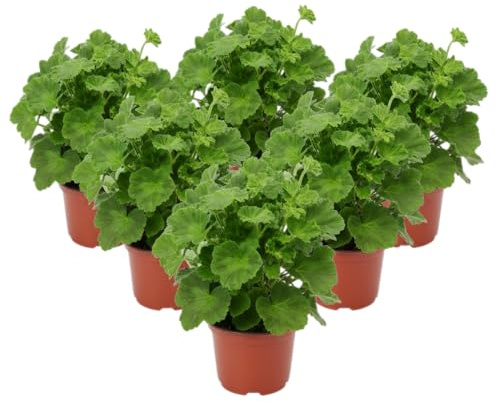 Pack Exterior Natural – Seis Geranio Perfumado Antimosquitos Natural en Maceta | DECOALIVE Plantas Aromáticas de Exterior para Terraza y Jardín