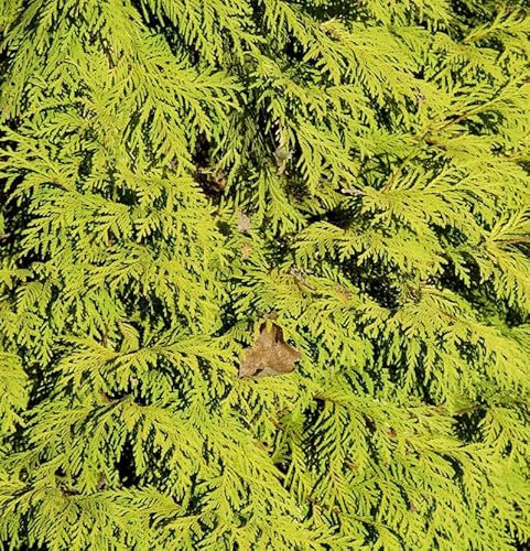 Lebensbaum King of Brabant 80-100cm - Thuja occidentalis - lebende Gartenpflanze aus den Baumschulen