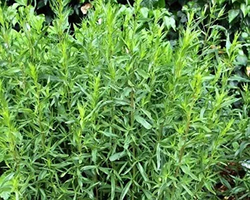 1 PIANTA DI DRAGONCELLO VASO 14CM PER ORTO GIARDINO