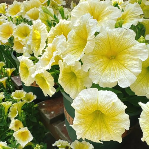 semillas de petunia - exterior jardín resistentes perennes 350pcs