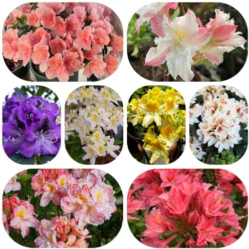 semillas resistentes del rododendro, exterior 20pcs