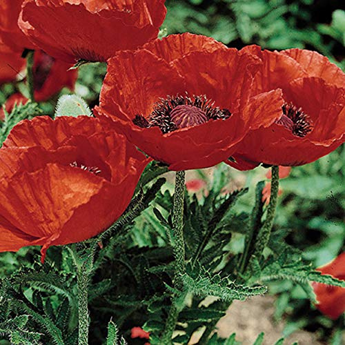 Outsidepride Orientale Beauty of Livermere Poppy Seeds for Planting - 500 Pcs Perennial, Drought-Tolerant & Easy to Grow Wildflower Seeds with Vibrant Red Blooms for Landscaping, & Pollinator Garden