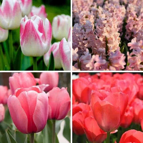 Mélange de bulbes à fleurs Pinkalicious Mix - 50 bulbes à fleurs - tulipes | jacinthes - mélange rose et blanc - floraison printanière | résistant à l'hiver - direct du producteur - Flowerbulbs