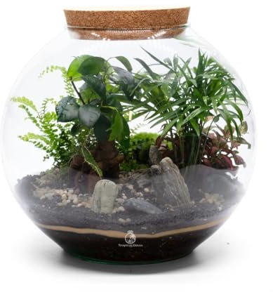 Large Terrarium Kit with 4 Live Plants & Moss – DIY Bonsai Terrarium Kit with Glass Container and Cork Lid for Adults and Beginners – Complete Indoor Garden Gift Set