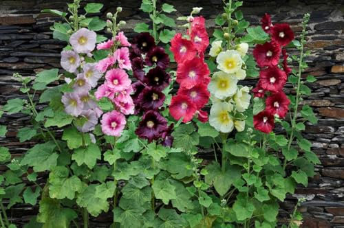 Hollyhock Mixed Colour Bare Root Perennial Plants, Alcea Garden Flowers, Pack of 2