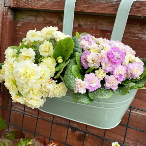 primale semi di perenni decorazione per ufficio perenni resistenti semi letto giardino giardino copertura del suolo estate 35pcs