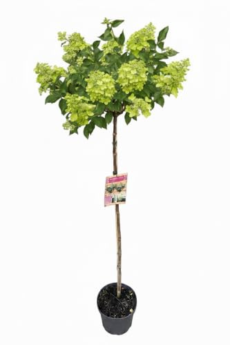 Hydrangea paniculata 'Limelight' Hochstamm, 170-180 cm | Limettengrüne bis weiße Blüte bis in den Winter, winterharte Solitärpflanze