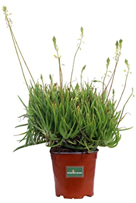 Pianta di Bulbinella Gialla Pianta di Bulbine Frutescens pianta da esterno pianta succulenta pianta a fiore giallo pianta ornamentale di Bulbine Frutescens pianta vera venduta da eGarden.store