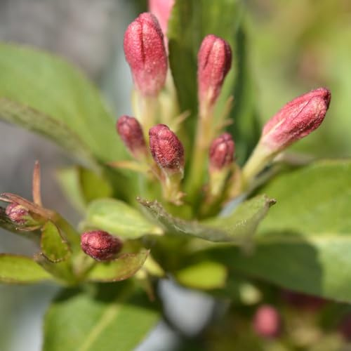 Stunning Weigela All Summer Peach - Long-Lasting Blooms, Hardy Deciduous Shrub, Attracts Pollinators, Perfect for Borders and Containers, Easy to Grow - 2X 3 Litre Pot by Thompson and Morgan
