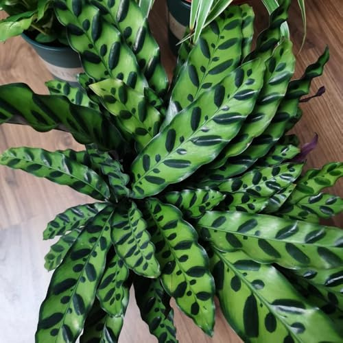Semi di Calathea - decorazione del soggiorno da ufficio Maranta arundinacea - resistenti da interno il giardino 300pcs