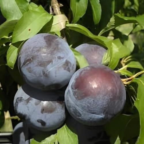 PIANTA DA FRUTTO SUSINO BLACK BEAUT in vaso 20 età 2/3 anni (foto reali)