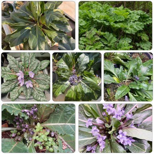 Alraunesamen indoor kräutergarten blumendeko wildblumen balkonblumen kräutersamen bonsai topf garten hochbeet pflanzensamen wohnzimmer deko stauden winterhart mehrjährig gartensamen 10samen