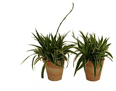 Dominik Blumen und Pflanzen, grünlilie Ocean, 2 Pflanzen, Dekotopf, terrakotta