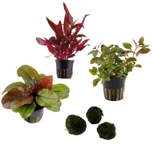 Sahawa Aquarienpflanzen-Set, 3 schöne Topfpflanzen, Alternanthera, Echinodorus, Ludwigia inklusive 3 Mooskugeln, in 5 cm Töpfe, Wasserpflanzen für das Aquarium (Nr. 12 3 Pflanzen)