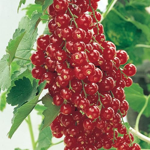 Direct Gardening Red Lake Currant Bush Dormant Fruit Bearing Starter Plant - Due to restrcictions Can't Ship to DE, MA, ME, MI, NC, NH, NJ, RI, VA, WV
