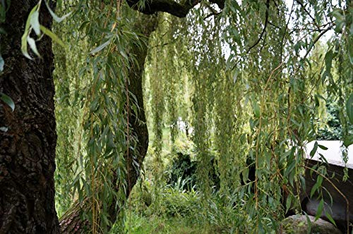 Salix alba 100–125 cm – Winterhart, Mehrjährig, Pflegeleicht – Silberweide – Zierbaum für Garten & Landschaft