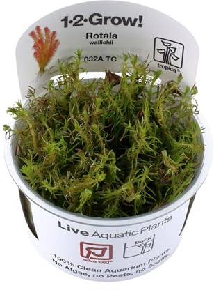 Tropica Rotala Wallichii 1-2-Grow Aquarienpflanze