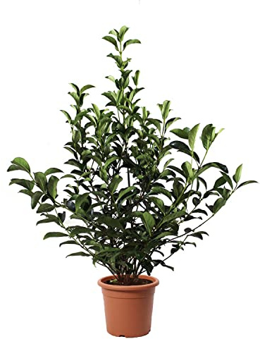 KENTIS - Viburnum Lucidum - Pianta di Viburno - Piante Vere da Esterno da Siepe Sempreverdi Resistenti - H 80-100 cm Vaso Ø 24 cm