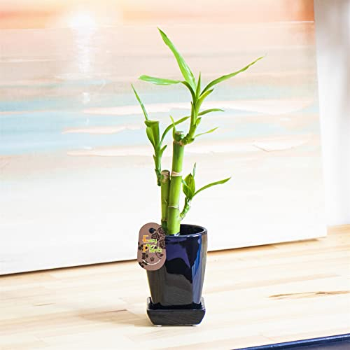 Lucky Bamboo Ribbon Plant 3 Stalks with Ceramic Decorative Pot