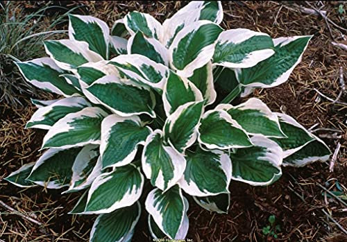 Hosta pflanze winterhart,hosta pflanze winterhart,hosta pflanze winterhart-1,10Bulbis