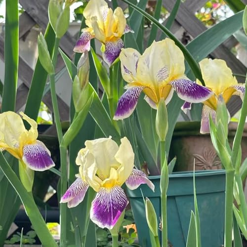 iris de temprana de interior 5bulbos