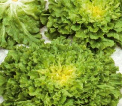 Pezzi - 30x Indivie Mikado Rz Nummer Fünf 2 - Indivie Seme Verdure KS439 - Seeds & Plants Shop by Ipsa