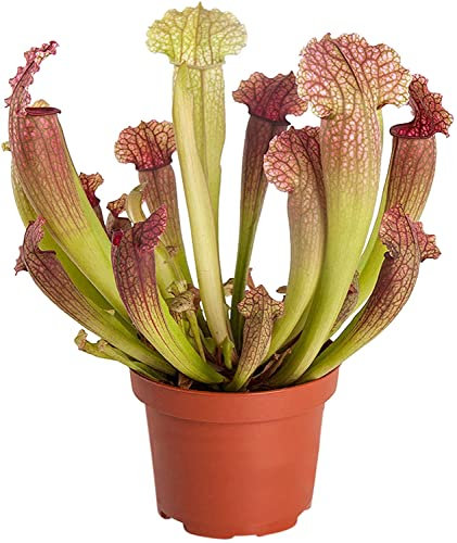 Planta Carnívora Sarracenia DECOALIVE de Interior y Exterior Planta Jarra