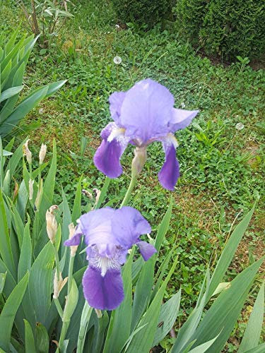 Portal Cool Grandi iris Iris - 2 Rizomi
