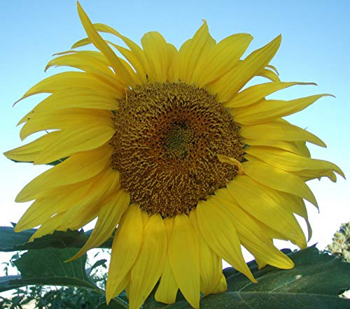 Portal Cool 40 semi di girasole gigante Mongolia