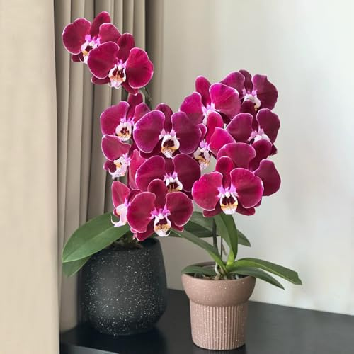 20 piezas Orquídeas de semillas orquídeas plantas reales Decoración de jardín, maceta. flores, plantas en macetas resistentes alféizar de ventana decorativa plantas para exterior,
