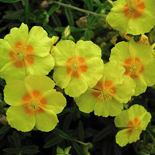 Suttons Helianthemum 'Ben Fhada' Rock Rose Sun Rose Hardy Shrub Low Maintenance Drought Resistant Yellow Blooms Easy Grow Outdoor Garden Flower Plants 1-Litre Pot