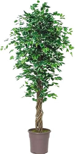 artplants.de Deko Ficus Benjamina EDILIO, Echtstämme, grün-weiß, 150cm - Made in Italy - Kunstficus