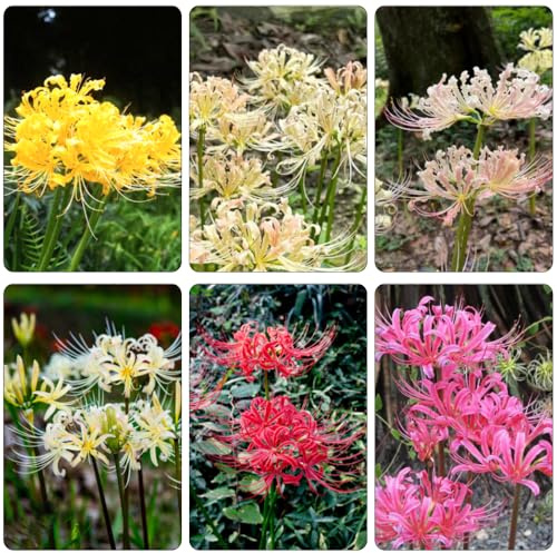 Lycoris Radiata bulbi giglio ragno Letti elevati giardino bonsái interni giardino primavera interni esotici bancale elevato Lycoris Radiata balcone letti 21pcs