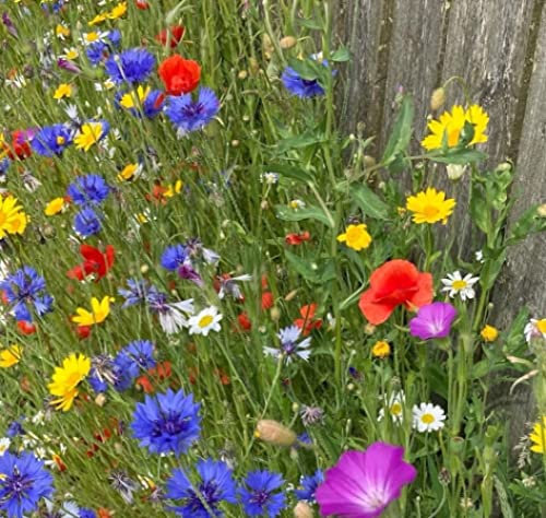 Wild Scented Bee and Butterly Cottage Garden Grass Seed Free Perennial Plant Mix Flower Seeds (Bee and Butterfly)