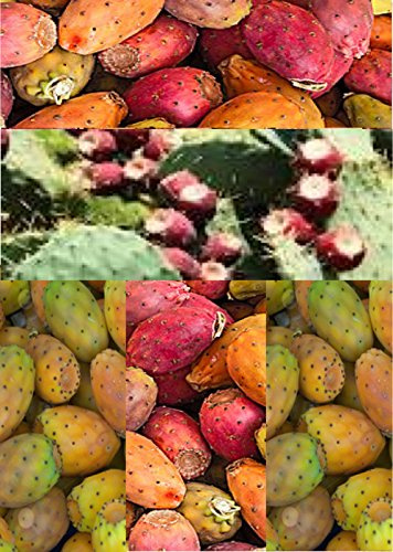 10 ficodindia Semi Insolito Fruttificazione Cactus Opuntia