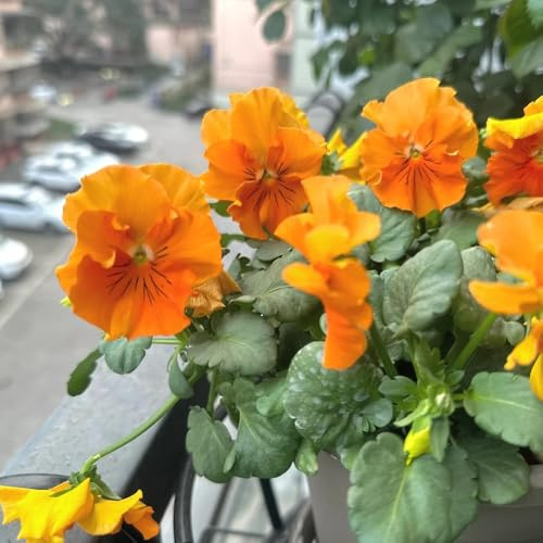 semi di viola del pensiero, resistenti decorazioni, giardino balcone 150pcs