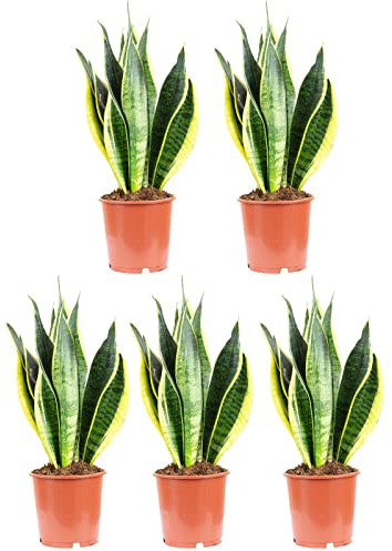 5er-Set Bogenhanf - echte Zimmerpflanze, Sansevieria trifasciata Laurentii - Höhe ca. 45 cm, Topf-Ø 14 cm
